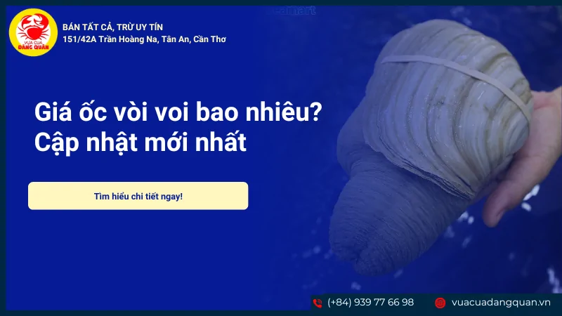 Giá ốc vòi voi