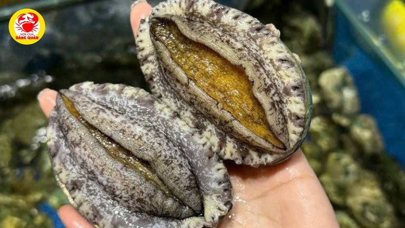 Tại sao bào ngư lại là món ăn được săn đón tại Cần Thơ? Tại sao bào ngư lại là món ăn được săn đón tại Cần Thơ?