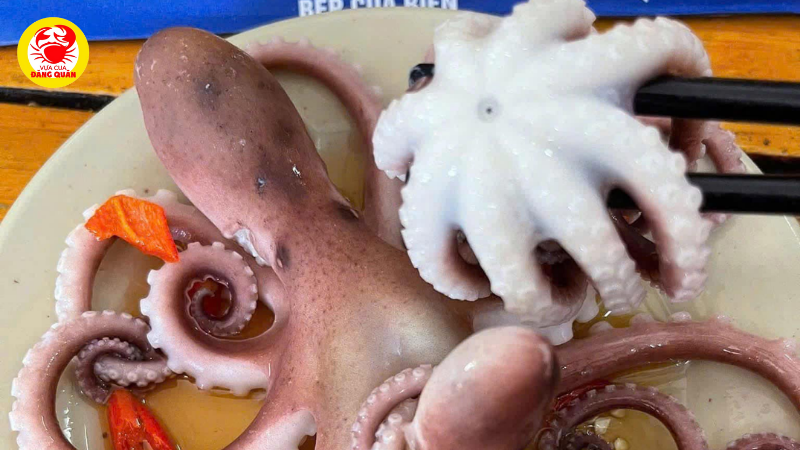 Giới thiệu chung về bạch tuộc Giới thiệu chung về bạch tuộc