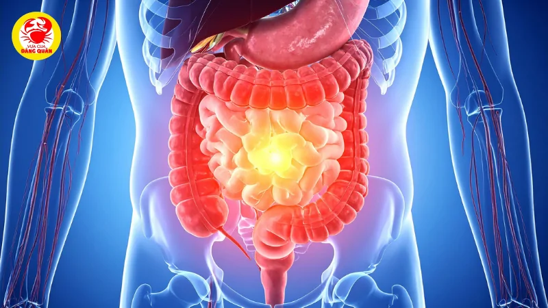 Hỗ trợ hệ tiêu hóa khỏe mạnh