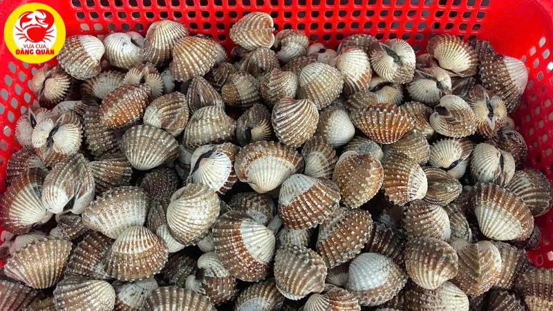 Hướng dẫn cách làm sạch sò huyết