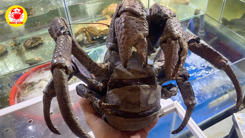 Kích thước và cân nặng ấn tượng Kích thước và cân nặng ấn tượng