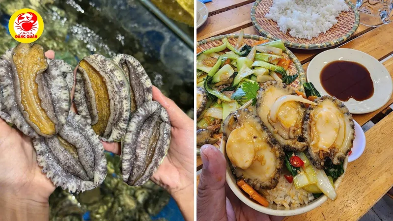 Kích thước (size) của bào ngư