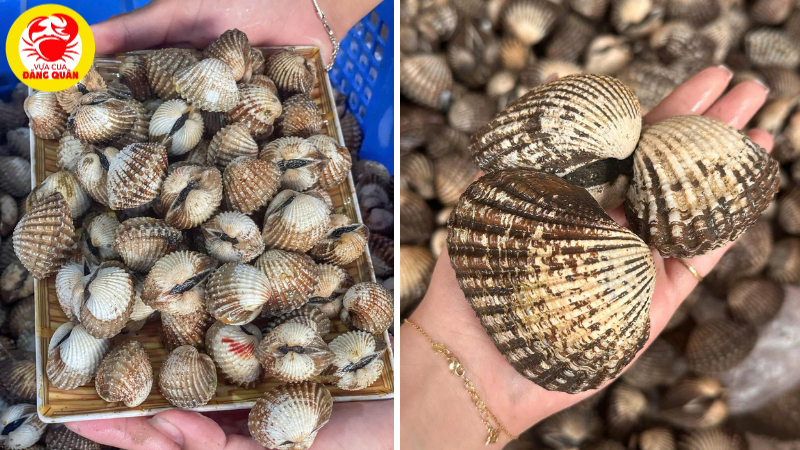 Kích thước sò huyết trong 1kg