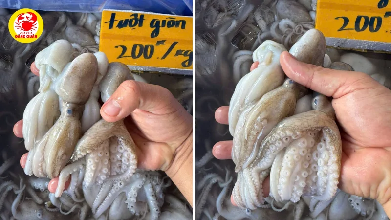 Mẹo chọn mua bạch tuộc tươi ngon