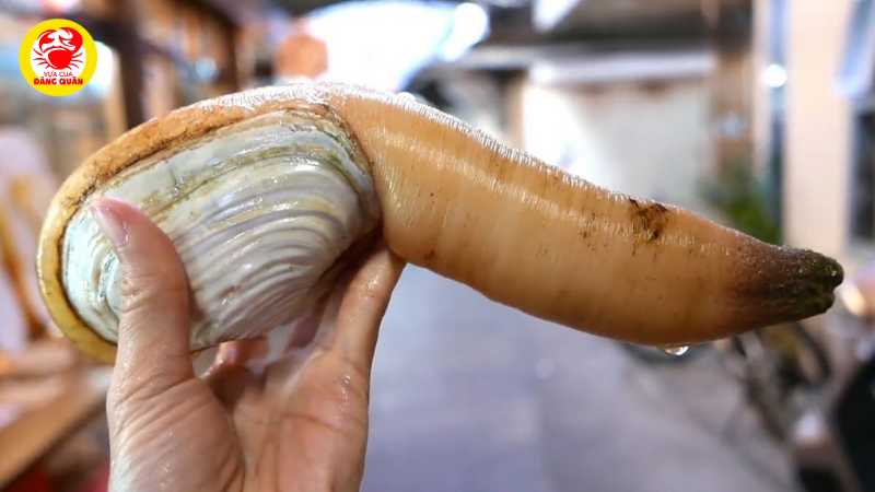 Môi trường sống và tuổi thọ đáng kinh ngạc Môi trường sống và tuổi thọ đáng kinh ngạc