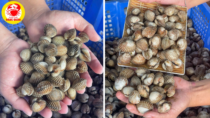 Sò huyết tươi để nướng giấy bạc Sò huyết tươi để nướng giấy bạc