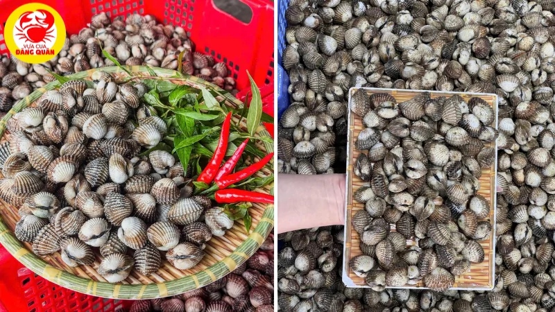 Mua sò huyết tươi