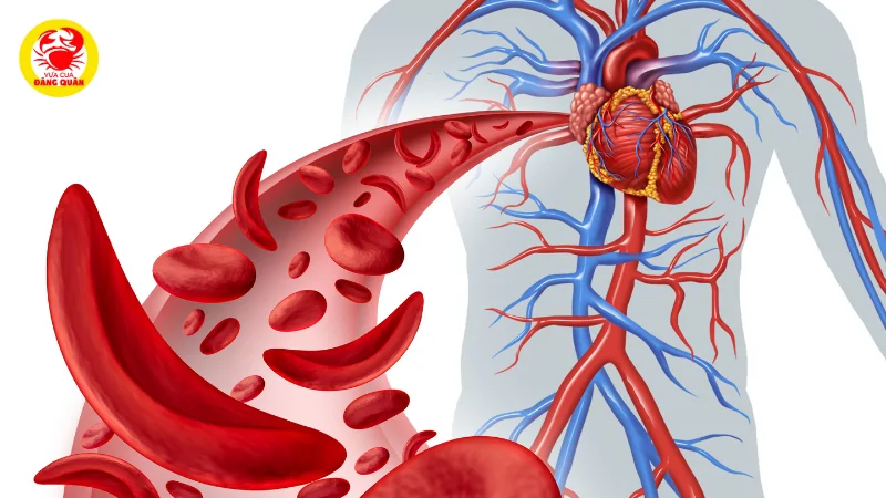 Ngăn ngừa thiếu máu và tăng cường trao đổi chất