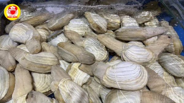 Nguồn cung cấp protein và khoáng chất dồi dào