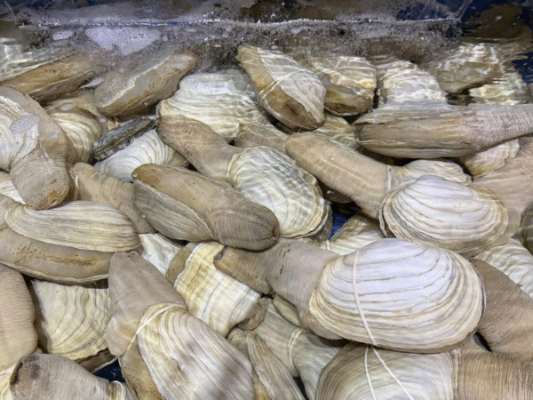 Nguồn cung cấp protein và khoáng chất dồi dào