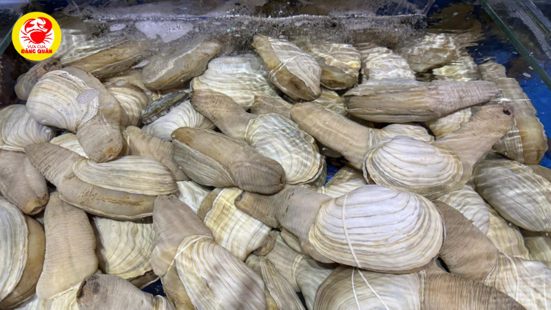 Nguồn cung cấp protein và khoáng chất dồi dào Nguồn cung cấp protein và khoáng chất dồi dào