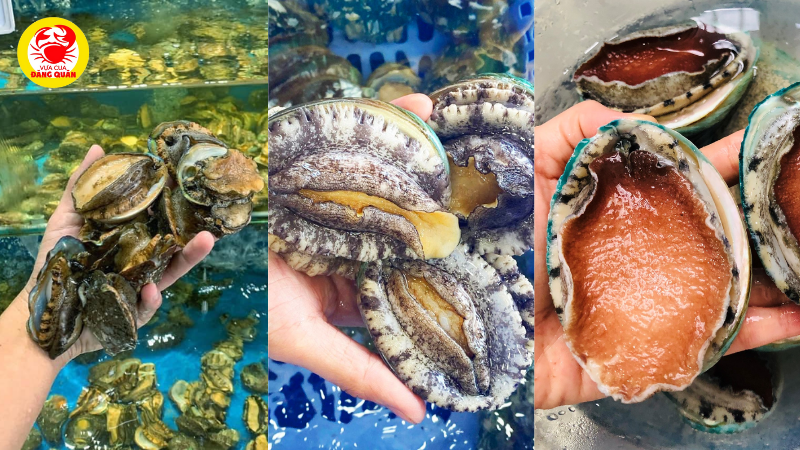 Nguồn gốc và chủng loại bào ngư Nguồn gốc và chủng loại bào ngư