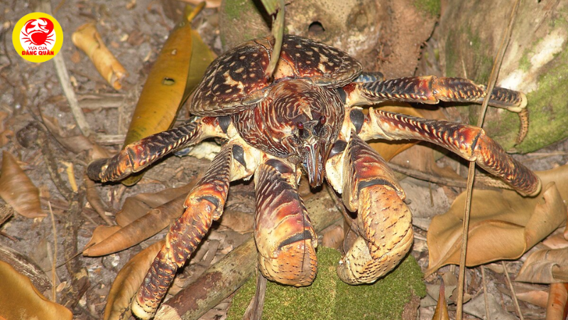 Nguồn gốc tên gọi Nguồn gốc tên gọi