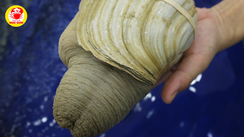 Nguồn gốc xuất xứ (Ốc nội địa và Ốc nhập khẩu) Nguồn gốc xuất xứ (Ốc nội địa và Ốc nhập khẩu)