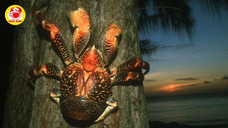 Nguồn gốc của lời đồn Nguồn gốc của lời đồn