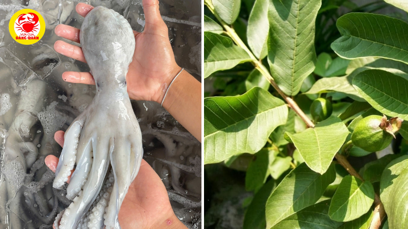 Nguyên liệu bạch tuộc hấp lá ỏi