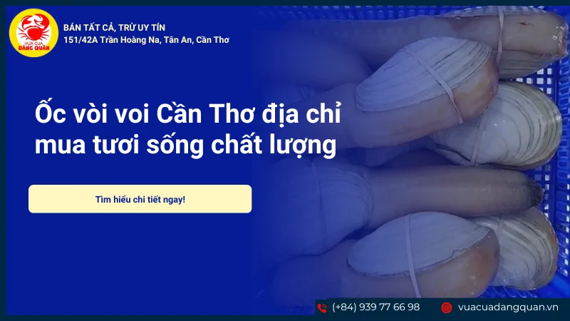 Ốc vòi voi Cần Thơ