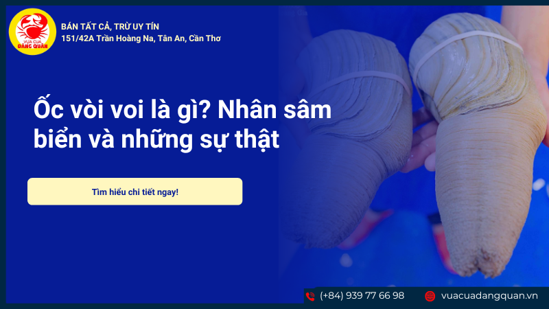 Ốc vòi voi là gì