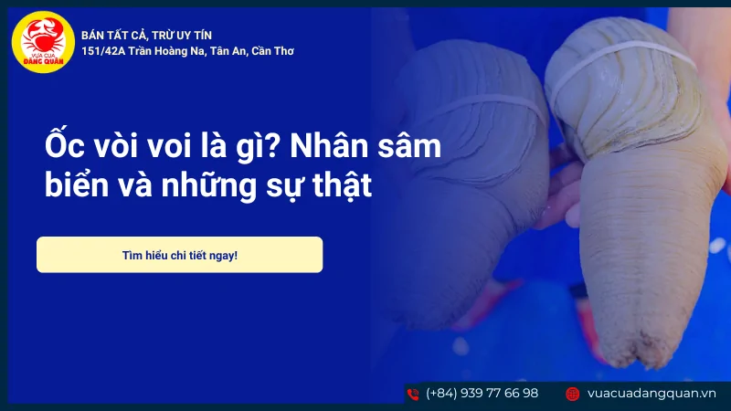 Ốc vòi voi là gì