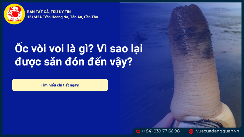 Ốc Vòi Voi Ốc Vòi Voi