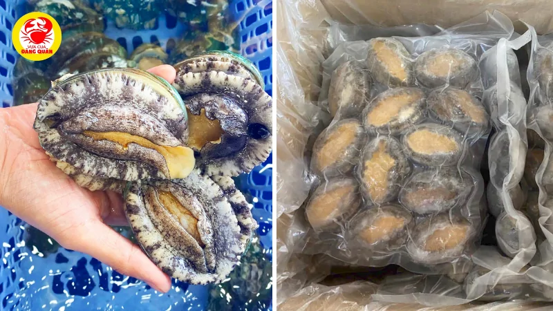 Phân biệt bào ngư tươi sống, đông lạnh và bào ngư khô