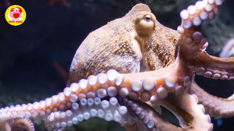 Phân bố địa lý bạch tuộc có mặt ở khắp các đại dương Phân bố địa lý bạch tuộc có mặt ở khắp các đại dương