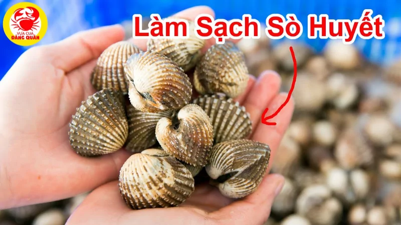 Hướng dẫn làm sạch sò huyết