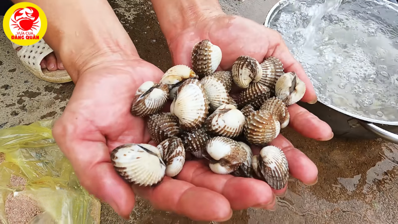 Sò huyết tươi để nướng giấy bạc Sò huyết tươi để nướng giấy bạc