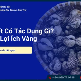 Sò huyết có tác dụng gì