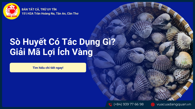 Sò huyết có tác dụng gì