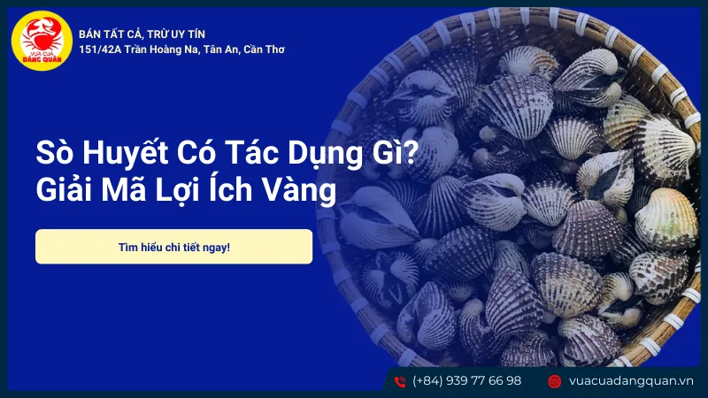 Sò huyết có tác dụng gì
