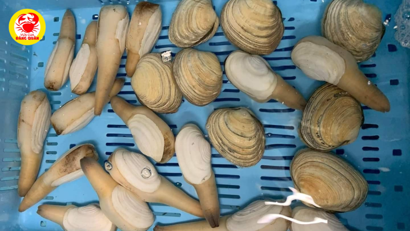 So sánh các điểm bán ốc vòi voi tại Cần Thơ So sánh các điểm bán ốc vòi voi tại Cần Thơ