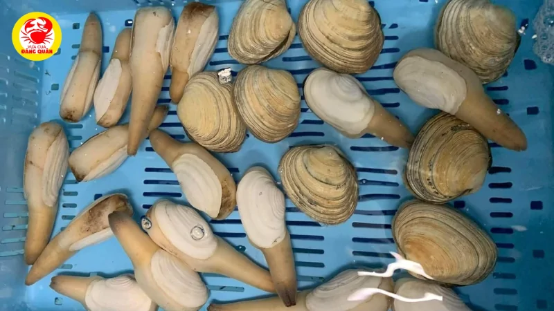 So sánh các điểm bán ốc vòi voi tại Cần Thơ