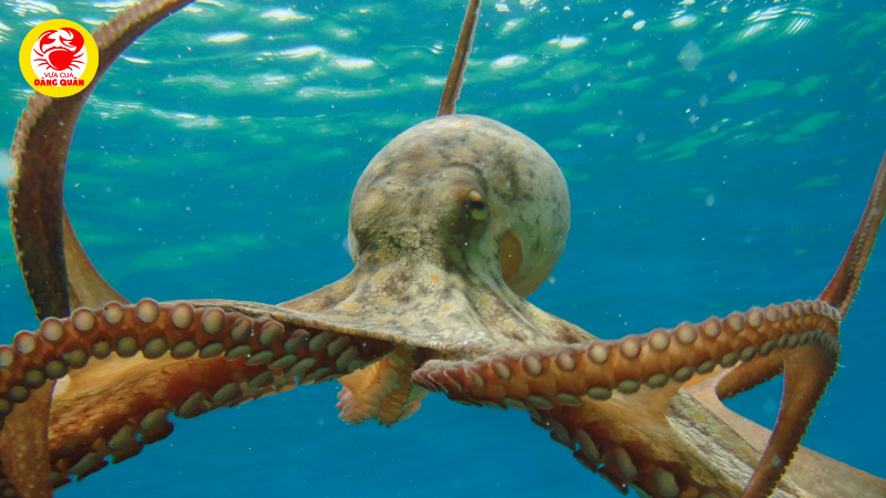 Tám cánh tay đa năng Tám cánh tay đa năng