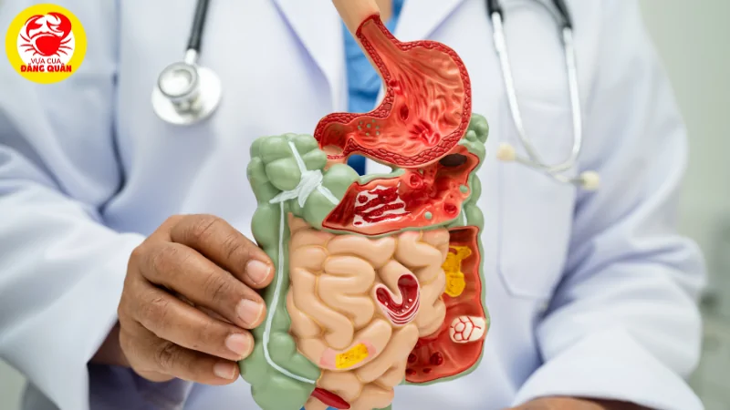 Sò huyết có tác dụng tăng cường đề kháng