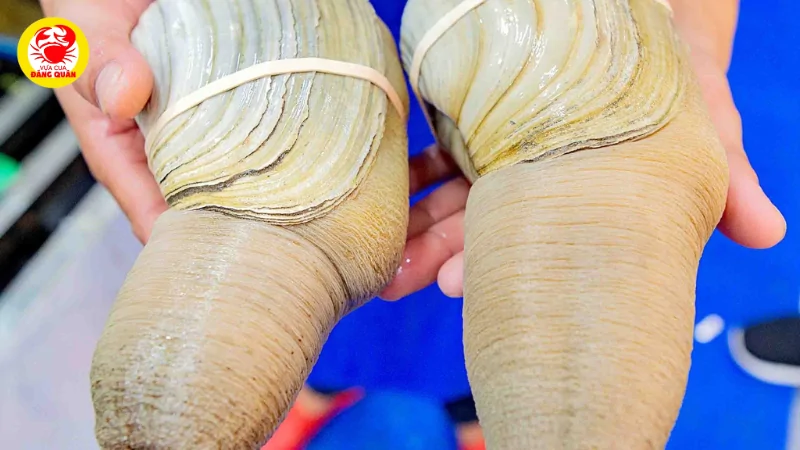 Tên gọi và đặc điểm hình thái