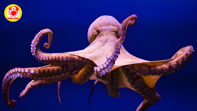 Thân mềm mại và chiếc mỏ cứng như vẹt Thân mềm mại và chiếc mỏ cứng như vẹt