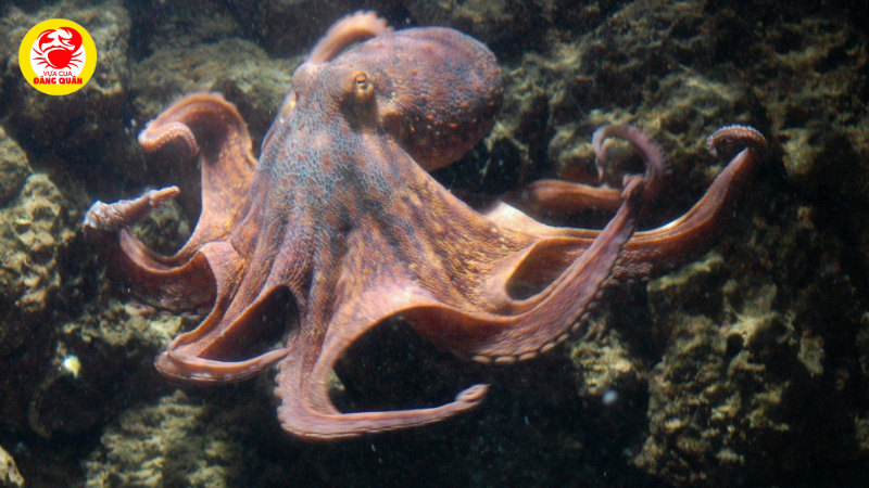 Thành phần dinh dưỡng dồi dào có trong bạch tuộc