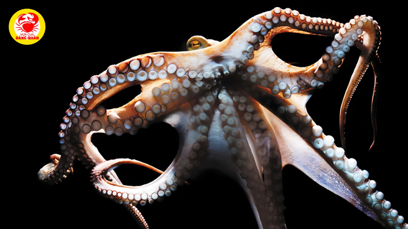 Trí nhớ phức tạp và khả năng học hỏi Trí nhớ phức tạp và khả năng học hỏi