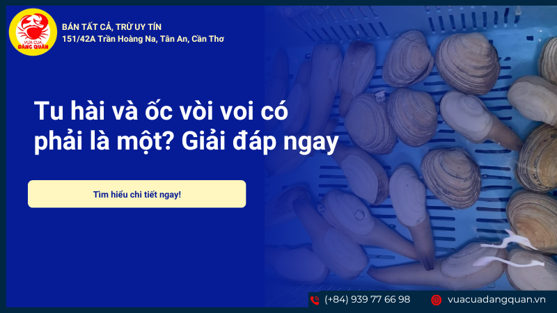Tu hài và ốc vòi voi có phải là một? Giải đáp ngay Tu hài và ốc vòi voi có phải là một? Giải đáp ngay