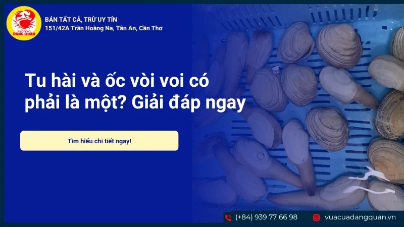 Tu hài và ốc vòi voi có phải là một? Giải đáp ngay 