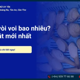 Tu hài và ốc vòi voi