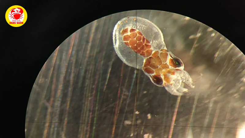 Vòng đời và môi trường sống của ấu trùng bạch tuộc Vòng đời và môi trường sống của ấu trùng bạch tuộc