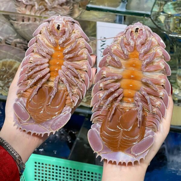 Bọ biển tươi sống