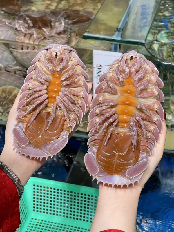 Bọ biển tươi sống