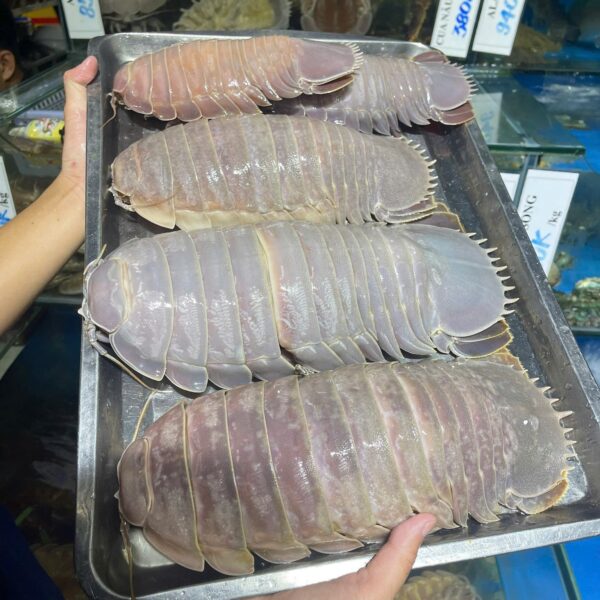 Bọ biển tươi sống