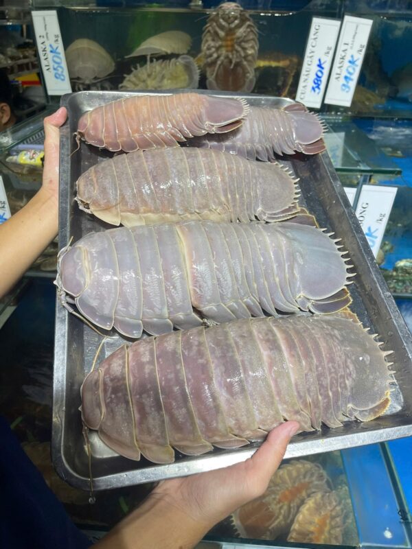 Bọ biển tươi sống