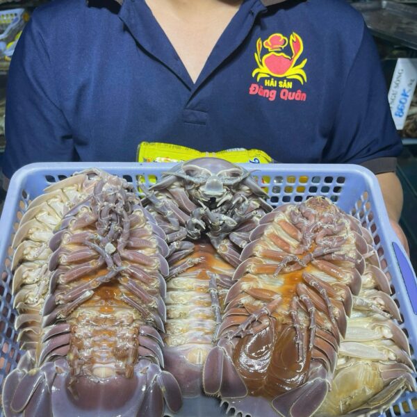 Bọ biển tươi sống