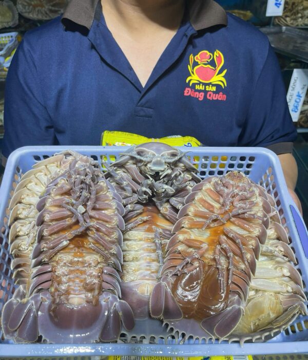 Bọ biển tươi sống